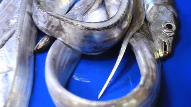 Poisson Argent Frais Sur Affichage Table Sur Marché Humide — Video