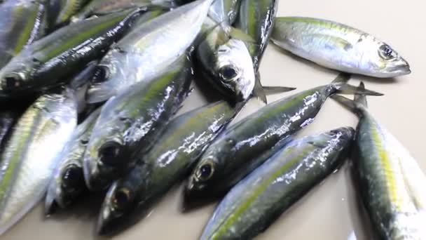 Čerstvé Stříbrné Ryby Stolní Dlaždice Displej Obchodní Prodej — Stock video