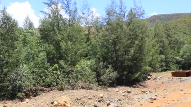 Ponte Estrada Por Trás Árvore Natureza Plantando Terra Céu Azul — Vídeo de Stock