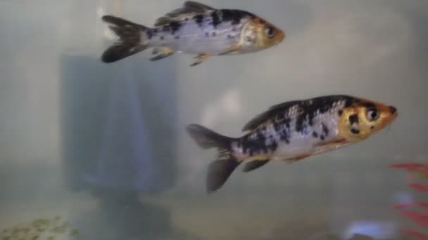 Vissen Leven Aquarium Gezond Met Leuk Schattig Gezicht Camera — Stockvideo