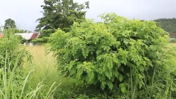 Лісове Дерево Рисовому Полі Зеленим Літнім Блакитним Небом — стокове відео