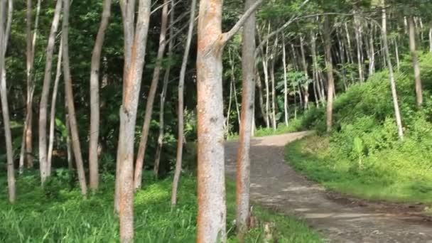 Bosque Árbol Campo Arroz Verde Con Cielo Azul Verano — Vídeos de Stock