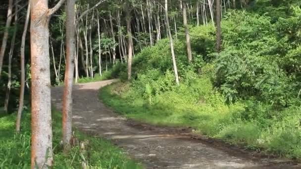 Albero Bella Foglia Strada Natura Verde Terra Con Albero Sul — Video Stock