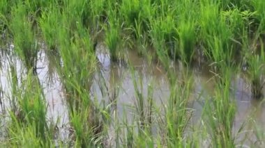 Pirinç tarlası ağacı yolda güzel bir yaprak doğa yeşil arazi manzarada bir ağaç ve dağ mavisi gökyüzü 