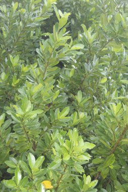 Dağ adasının turistik yerindeki sahildeki büyük ağaç.