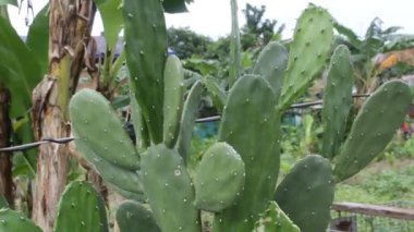 Yeşil Bahçe Yaprak Kaktüs Ağacının Toprak Bitkisi