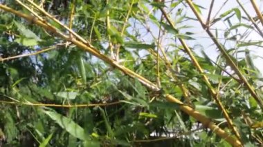 Yaprak bambu ağacında Şiddetli Rüzgar Bir Bahçe Saatinde Yüzeyde Salınır