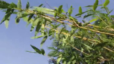 Yaprak bambu ağacında Şiddetli Rüzgar Bir Bahçe Saatinde Yüzeyde Salınır