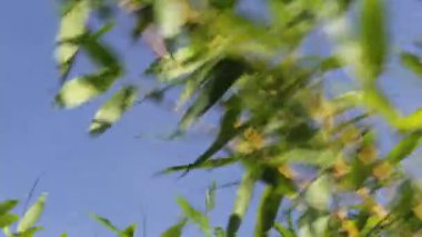 Yaprak bambu ağacında Şiddetli Rüzgar Bir Bahçe Saatinde Yüzeyde Salınır