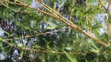 Yaprak bambu ağacında Şiddetli Rüzgar Bir Bahçe Saatinde Yüzeyde Salınır