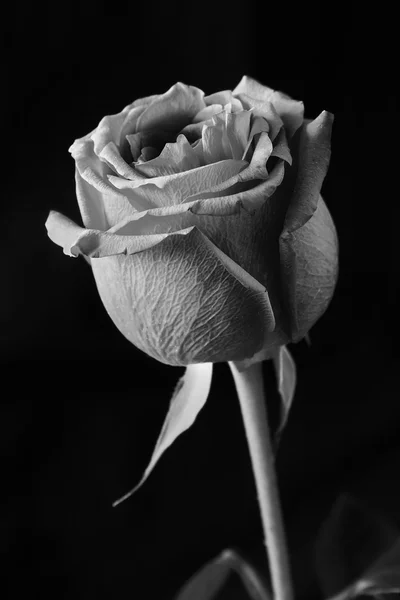 Rose noir et blanc — Photo