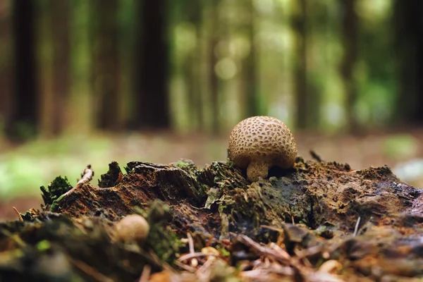 Cogumelos Puffball no toco na floresta de verão — Fotografia de Stock