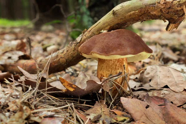 Tasty Mushroom Bay Bolete (Imleria Badia) En El Bosque De Verano —  Fotos de Stock