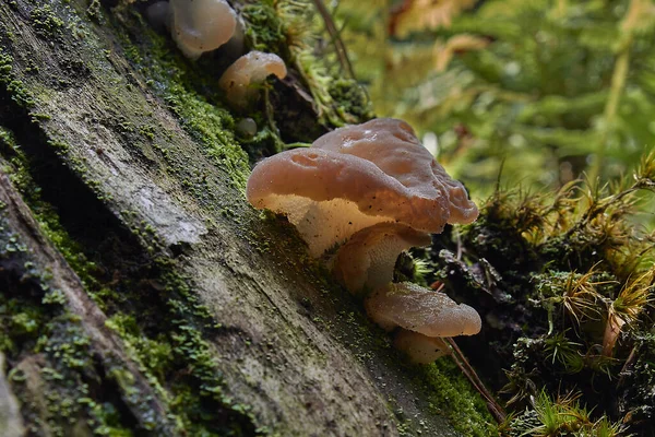 柔丝耳 Auricularia Auriculicula Judae 是一种真菌 通常被称为木耳或果冻耳 可食用 健康的蘑菇 — 图库照片