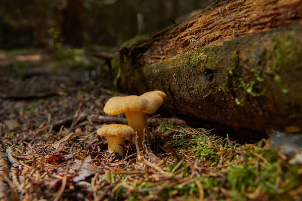 金银花或金银花 Cantharelus Cibarius 是一种非常美味的蘑菇 产于森林中 — 图库照片