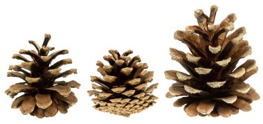 Kümesi üzerinde beyaz izole koniler