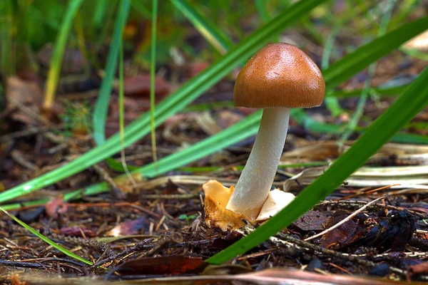 在夏天绿色森林蘑菇 — 图库照片