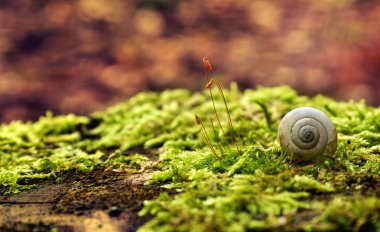 Salyangoz kabuğu'nda orman