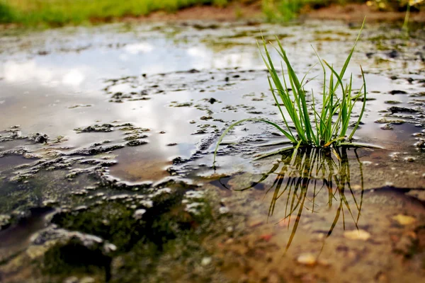 湿地の草むら — ストック写真