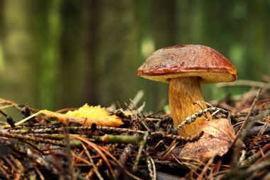 Bolete Körfezi (Boletus badius, Xerocomus badius)