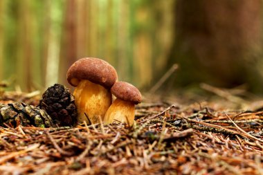 Defne bolete İkizler ormandaki (Boletus badius, Xerocomus badius)