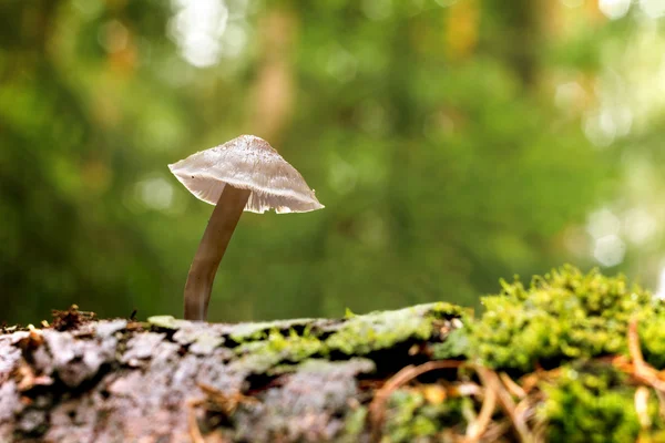 Cogumelo venenoso inclinado Micena — Fotografia de Stock