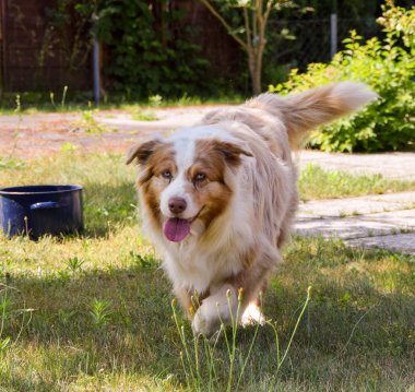 Avustralyalı çoban