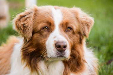 Avustralyalı çoban