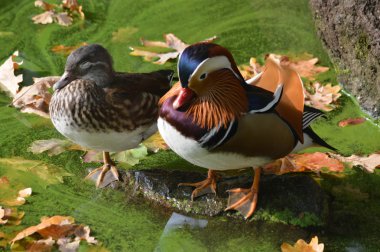 Mandarin ördeği