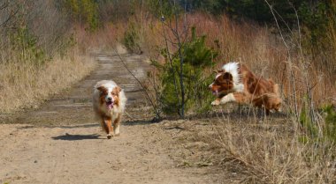 Eylem Avustralyalı çoban