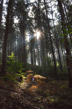 Ormandaki sihirli ışıkları