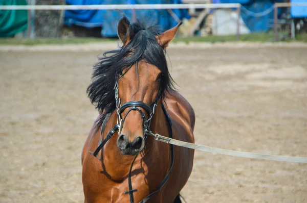 Ansikte mot ansikte — Stockfoto