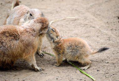 Çayır köpeği'ni grup