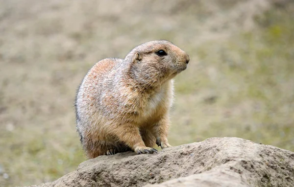 Prairie Dog Royalty Free Stock Photos