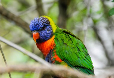 gökkuşağı lorisi