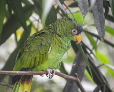 papağan - edelpapagei