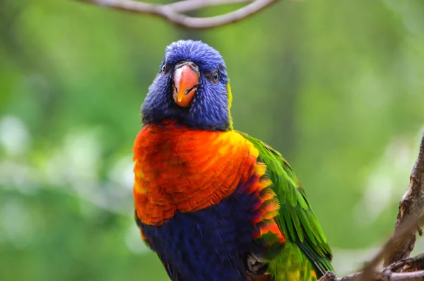 Ουράνιο τόξο lorikeet — Φωτογραφία Αρχείου