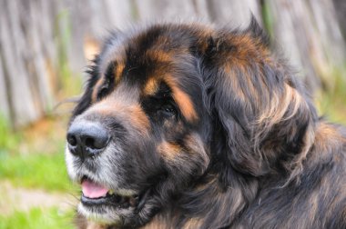 safkan leonberger köpek