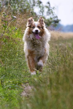 Avustralyalı çoban