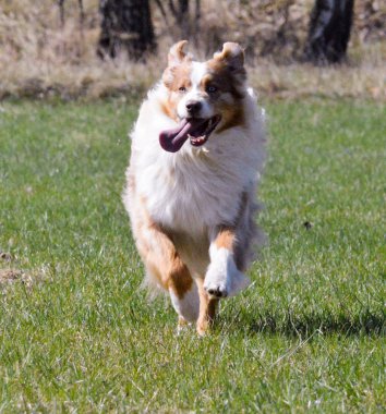 Avustralyalı çoban