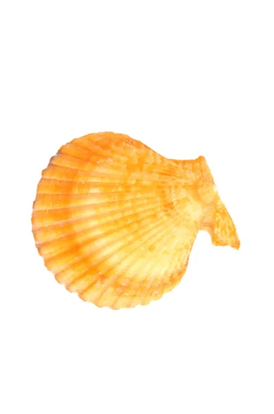 Orange and yellow sea shell — Stock Photo, Image
