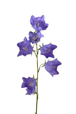 Mavi bellflower beyaz bitti izole