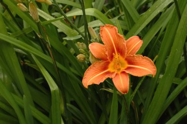 Turuncu gün-lily ve yeşil yapraklar