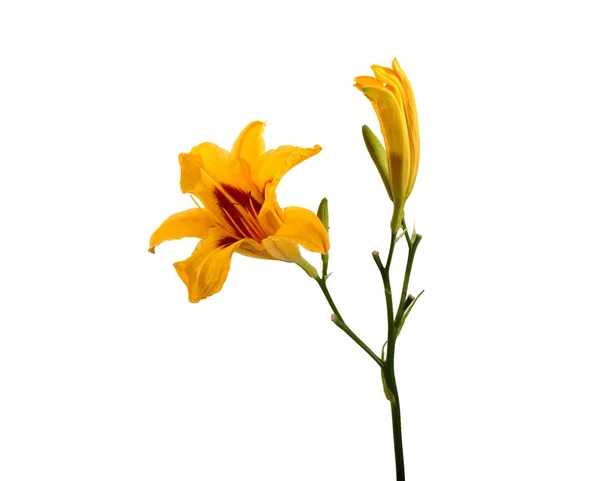 Žluté květy lilie den izolované na bílém — Stock fotografie
