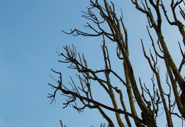 Branches et ciel dégagé — Photo