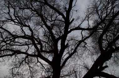 Çıplak dalları ve gri gökyüzü