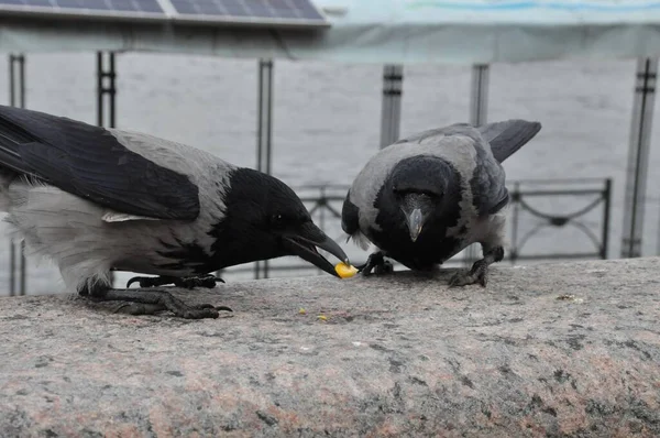 Zwei Stadtkrähen Picken Körner — Stockfoto