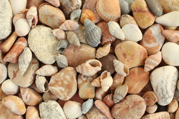 Морские раковины, камни и мидии фон — стоковое фото