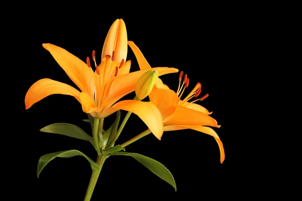 Laranja dia lírio flor isolada no fundo preto — Fotografia de Stock