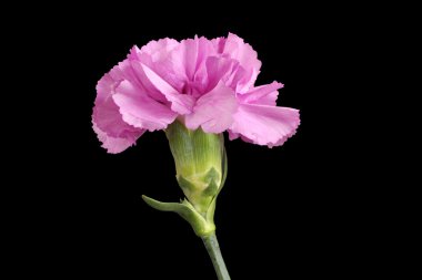 Yavaşça mor karanfil izole üzerinde siyah arka plan